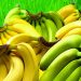 Jaka jest różnica między żółtymi bananami a zielonymi: lekarze udzielili odpowiedzi