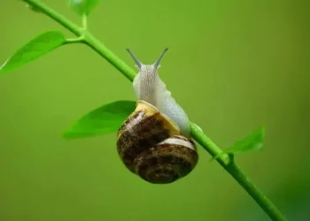 Chcesz pozbyć się ślimaków ze swojego ogrodu? Nie trać ich