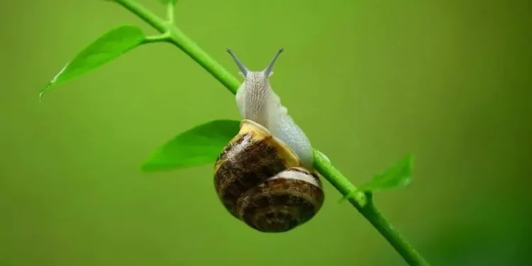 Chcesz pozbyć się ślimaków ze swojego ogrodu? Nie trać ich
