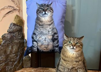 Fluffy Entrepreneur: koci bloger Stepan założył własną firmę