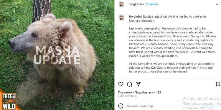 Cher opowiedziała, jak uratowała niedźwiedzia z ukraińskiego zoo