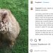 Cher opowiedziała, jak uratowała niedźwiedzia z ukraińskiego zoo