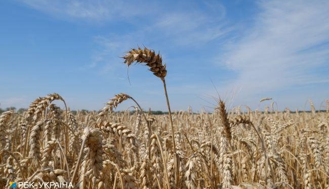 Słowacja blokuje import ukraińskiego zboża do końca roku