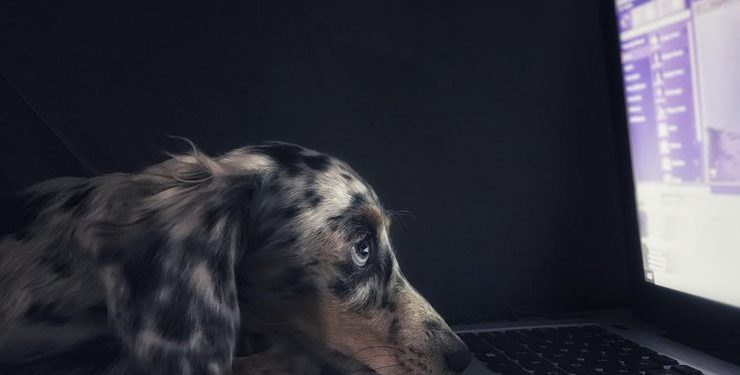Co widzą koty i psy, kiedy oglądają telewizję: odpowiedź naukowców