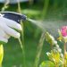 Jak zrobić naturalny środek grzybobójczy, który nie zaszkodzi roślinom