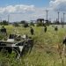 Zagrożenie Federacji Rosyjskiej w obwodzie sumskim: Budanow poinformował o sytuacji w regionie