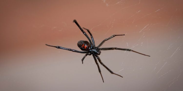Miejsce w Twoim domu, gdzie z największą pewnością znajdziesz pająka czarnej wdowy