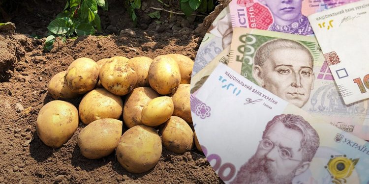 Ziemniaki szybko drożeją na Ukrainie: do jakich cen doprowadził ten pośpiech?