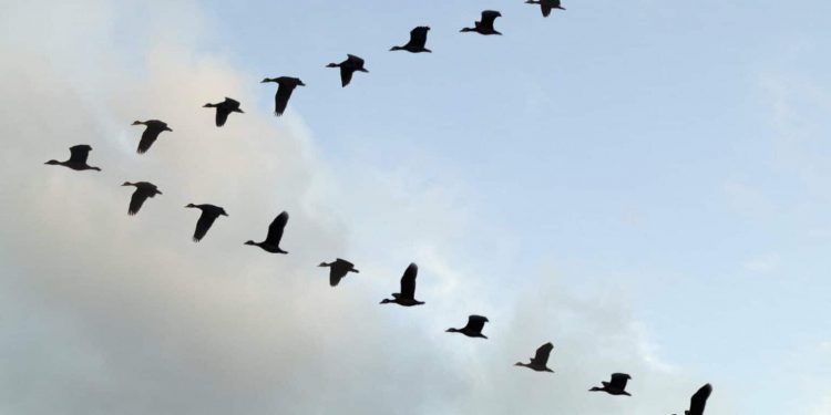 Dlaczego ptaki tworzą „klucz” podczas migracji: lekcje, jakie daje nam natura