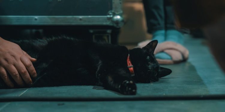 Imagine Dragons stworzyło ścieżkę dźwiękową do antologii filmowej „Wojna oczami zwierząt”