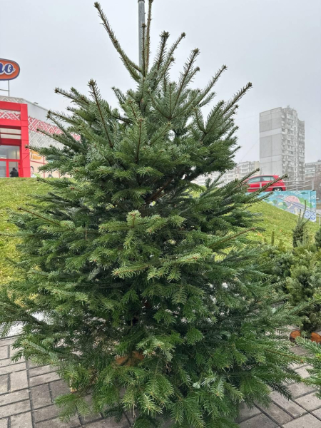 Кілька тисяч за дерево: скільки коштує жива новорічна ялинка в Києві