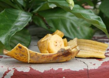 Jak wykorzystać skórkę z banana do nawożenia roślin