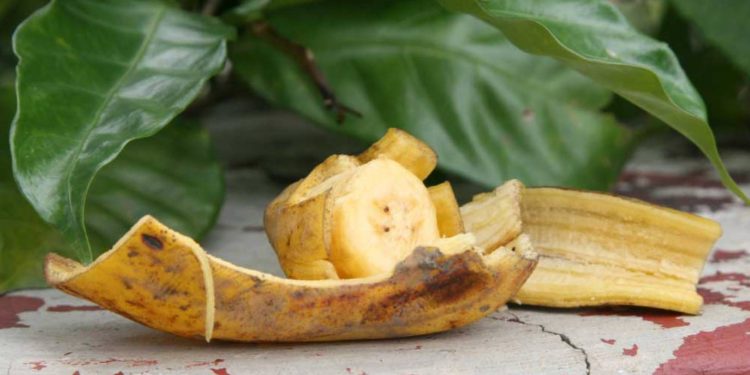 Jak wykorzystać skórkę z banana do nawożenia roślin