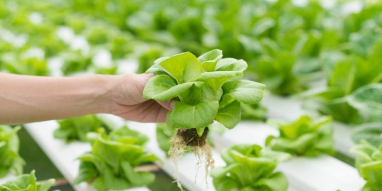 Jak uprawiać plony bez gleby: podstawy hydroponiki