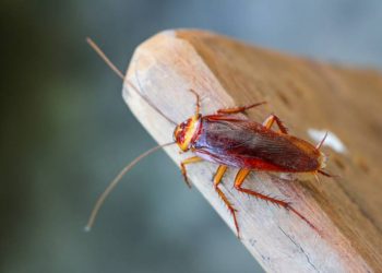 Do czego śnią się karaluchy: zapowiedź dobrych czy złych wydarzeń?