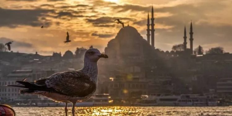 W Turcji zarejestrowano najwyższą temperaturę w historii Europy — +50,5°C. Anormalna fala upałów ogarnęła regiony i pobiła dotychczasowe rekordy.