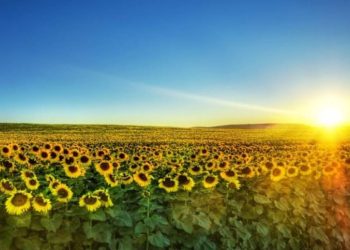 21 lipca na Ukrainie prognozowane są burze i deszcze, z wyjątkiem południa i wschodu kraju. W ciągu dnia do +34°, w nocy do +22°. Synoptycy zapowiadają wietrzną i upalną aurę.