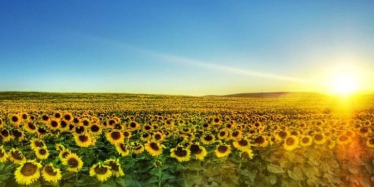 21 lipca na Ukrainie prognozowane są burze i deszcze, z wyjątkiem południa i wschodu kraju. W ciągu dnia do +34°, w nocy do +22°. Synoptycy zapowiadają wietrzną i upalną aurę.