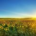 21 lipca na Ukrainie prognozowane są burze i deszcze, z wyjątkiem południa i wschodu kraju. W ciągu dnia do +34°, w nocy do +22°. Synoptycy zapowiadają wietrzną i upalną aurę.