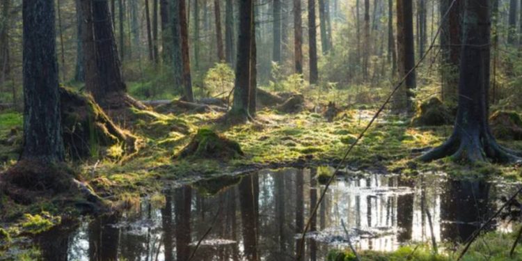 Dowiedz się, co oznacza sen o bagnie. Interpretacja snu dla kobiet, mężczyzn i według senników. Znaczenie snu o błocie, mokradłach i wodzie.