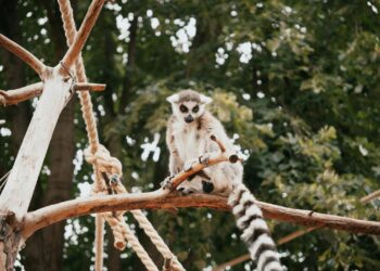 W Madagaskarze zamożni mieszkańcy masowo spożywają mięso lemurów. Ponad 10 000 naczelnych zostało sprzedanych w miastach w ciągu czterech lat.