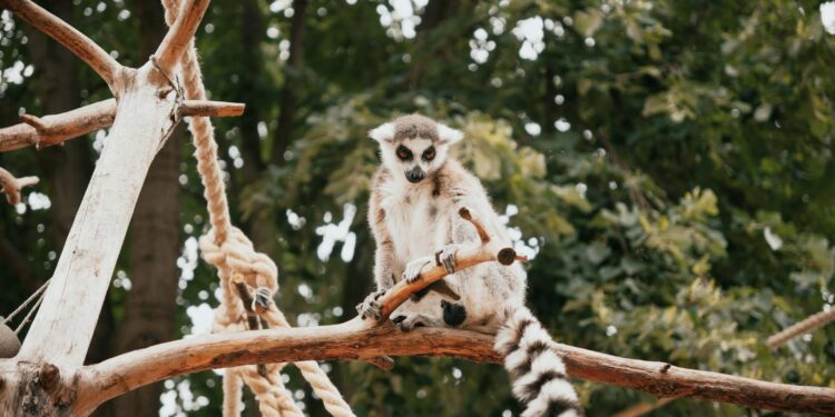 W Madagaskarze zamożni mieszkańcy masowo spożywają mięso lemurów. Ponad 10 000 naczelnych zostało sprzedanych w miastach w ciągu czterech lat.