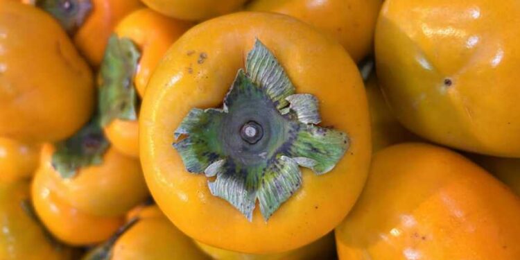 Dowiedz się, jak kaki pomaga wzmocnić odporność, obniżyć ciśnienie, poprawić trawienie i schudnąć w naturalny sposób.