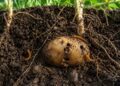 Drutowiec w ogrodzie: jak wykryć szkodnika, pozbyć się larw, jakie metody, pułapki, biopreparaty i porady agronomiczne pomogą bez ryzyka chronić ziemniaki oraz warzywa korzeniowe już dziś.