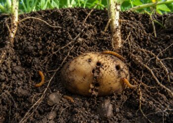 Drutowiec w ogrodzie: jak wykryć szkodnika, pozbyć się larw, jakie metody, pułapki, biopreparaty i porady agronomiczne pomogą bez ryzyka chronić ziemniaki oraz warzywa korzeniowe już dziś.
