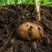 Drutowiec w ogrodzie: jak wykryć szkodnika, pozbyć się larw, jakie metody, pułapki, biopreparaty i porady agronomiczne pomogą bez ryzyka chronić ziemniaki oraz warzywa korzeniowe już dziś.