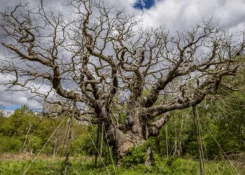 Dowiedz się, co stało się z dębem Major Oak w lesie Sherwood: fakty o śmierci drzewa Robin Hooda, możliwe przyczyny i jego rola w ekosystemie. Poznaj szczegóły.