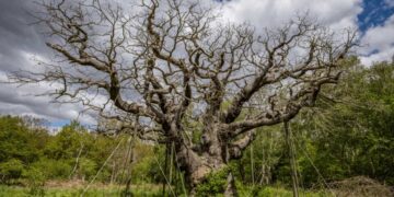Dowiedz się, co stało się z dębem Major Oak w lesie Sherwood: fakty o śmierci drzewa Robin Hooda, możliwe przyczyny i jego rola w ekosystemie. Poznaj szczegóły.