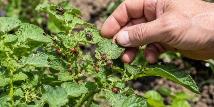 Jak pozbyć się stonki ziemniaczanej w ogrodzie: ręczne zbieranie, biopreparaty, insektycydy, profilaktyka oraz bezpieczny oprysk ziemniaków i bakłażanów.